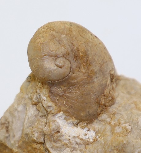 Schnecke praenatica gregaria - praenatica,