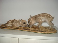 Tierpräparat Wildschwein Frischling Taxidermy ausgestopft präpariert