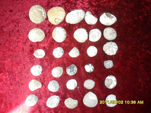 Fossilien-Seeigel-Echinocorys