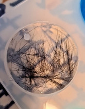 Tierhaare Andenken Charm Hund