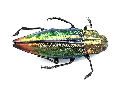 Buprestidae cyphogastra - buprestidae,,