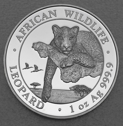 African wildlife leopard oz - 1,