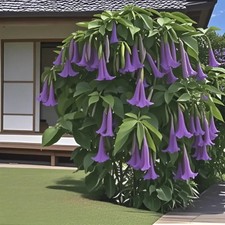 SAMEN ENGELSTROMPETE DATURA LILA VIOLETT 10 STÜCK