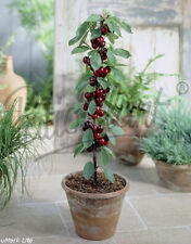 verschiedene Obstpflanzen Zitone Feige Weintraube Melonenbirne Kiwi Brombeere