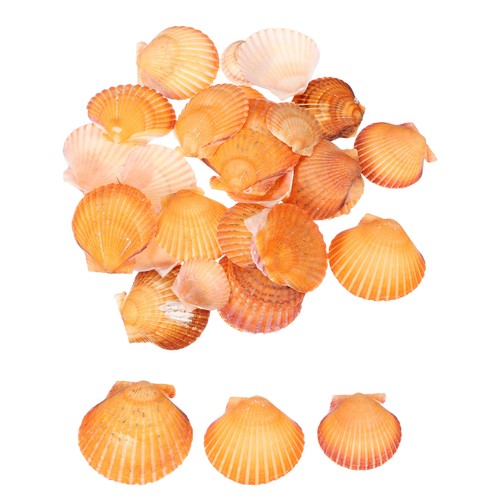 30stk muscheln für - 1.6"-2",