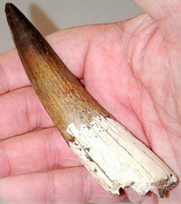 3 INCH LONG SPINOSAURUS TOOTH