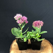Prächtige Fetthenne Sedum