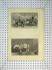 Original alter antiker Druck