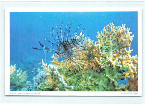 Postkarte rotfeuerfisch - 1,