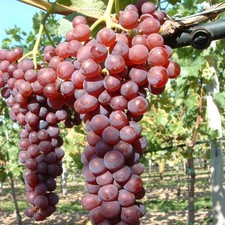 Weinrebe Erdbeertraube rot