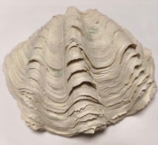 Back to Nature Tridacna