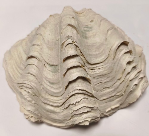 Back nature tridacna - nature,