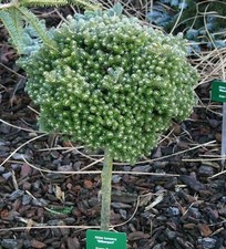 Hochstamm Koreatanne