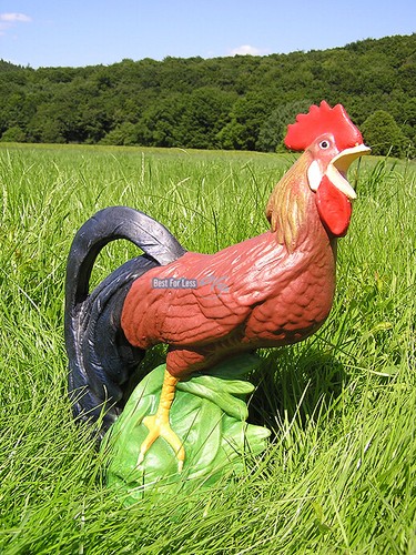 Hahn huhn gockel - hahn, küken