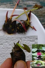 Rote Zwergseerose kleine Seerosen Teich Pflanzen für den Miniteich Miniteiche