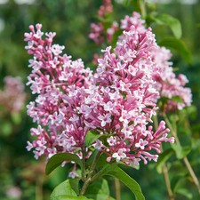 Syringa microphylla 'Superba' / Zwerg Flieder Duftflieder  Langzeitblüher