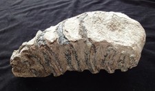 Mammutzahn aus Sibirien