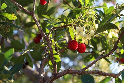 Erdbeer baum pflanzen für die - erdbeer-baum,
