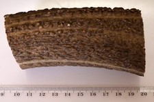 Geweihreste zum Basteln