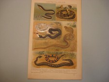 Schlangen-Giftschlangen u.a 6 Tafeln um 1895-Antike-Chromlithgraphien-Farbenfroh