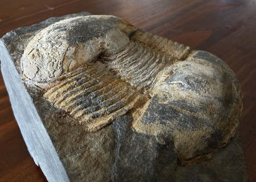 Top trilobit fossil - trilobit,