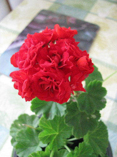 Pelargonium rosenblütige - pelargonium,