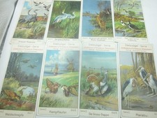 43129 8 Sammelbilder Kaufmannsbilder JORDAN TIMAEUS Stelzvögel Serie 1 2