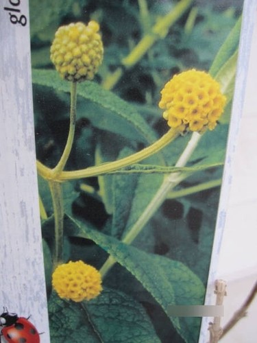 Kugel sommerflieder globosa - globosa,