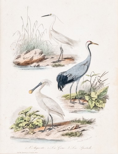 Kranich löffler seidenreiher - kranich,