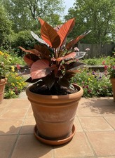80002806 philodendron black - philodendron,