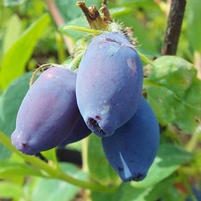 Sibirische Blaubeere Haskap Beere Eisbär (R) Lonicera kamtschatica vitaminreich