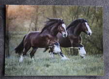 Postkarte Shire Horse,Kaltblut,Pferd,Pferde,Pferdepostkarten,AK,Ansichtskarte