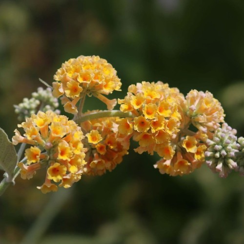 Gelber sommerflieder sungold - sommerflieder,