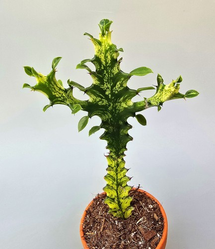 Euphorbia trigona variegata - trigona,
