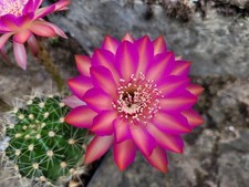 großes Kindel Cassandra Schick Echinopsis Lobivia Hybride Kaktus Cactus