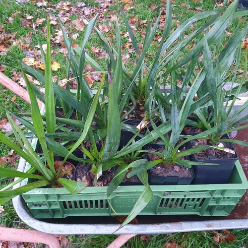 Yucca gloriosa 30 60cm - x, 30-60cm