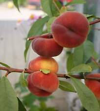 Sandwich-Tellerpfirsich Saturn