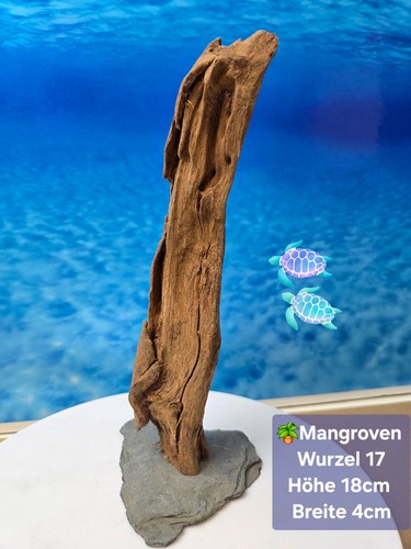 Mangroven nano aquarium - mangroven,