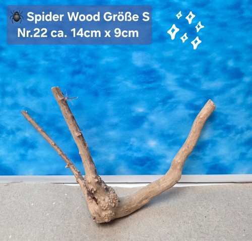 Moorkienwurzel - 🪸,