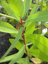 Drimys winteri - Tasmanischer Bergpfeffer weiblich - Magellansche Winterrinde - 