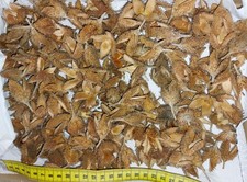 200 Bucheckern Basteln DIY und Dekoration / Herbstdeko / Weihnachten