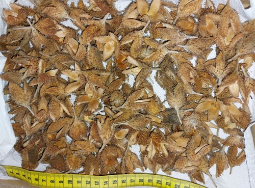200 bucheckern basteln - 200,