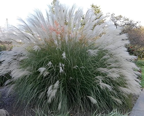 Miscanthus sinensis - x,