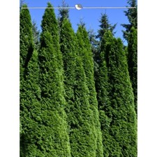 Lebensbaum Thuja Smaragd