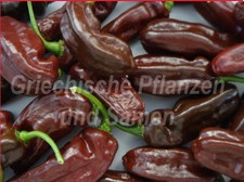 🔥 🌶️ Habanero braun 10