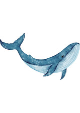 5x car sticker whale sticker