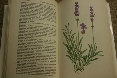 Altes fachbuch kräuter - altes,