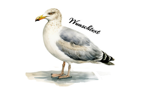 Möwe