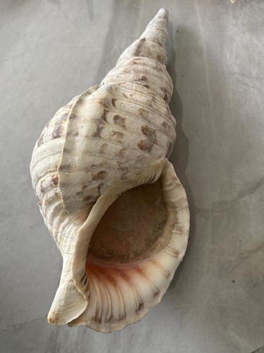 Schöne große muschel - große,