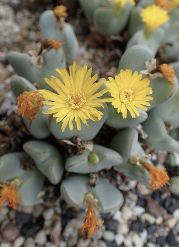 Conophytum christianenianum